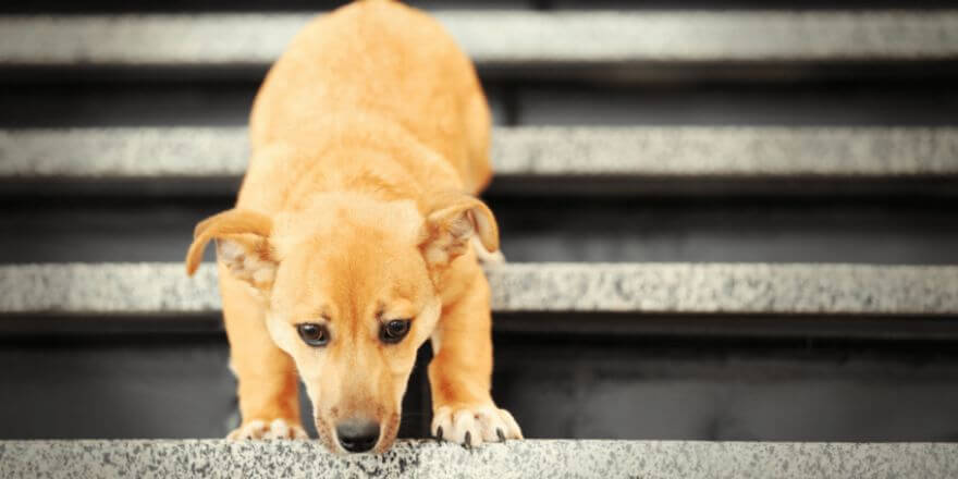 Ab wann dürfen Welpen Treppen laufen?