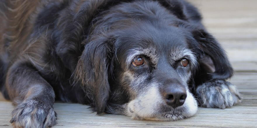 Alter Hund frisst nicht mehr - Was tun?