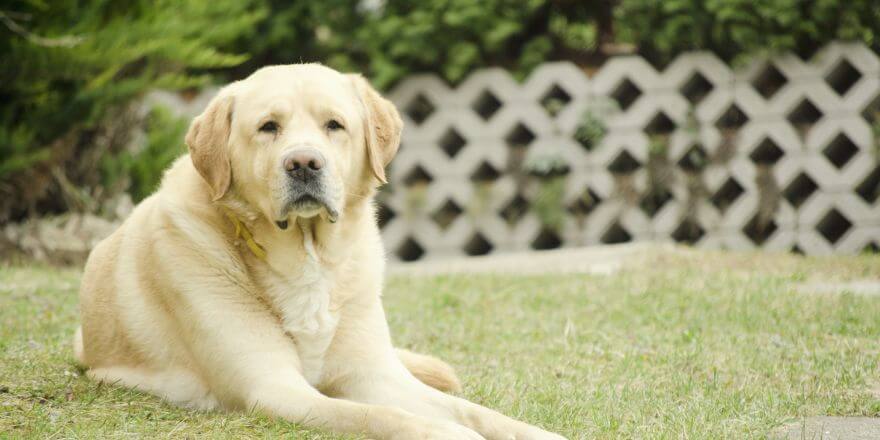 Alter Hund frisst nicht mehr: Warum hat dein alter Vierbeiner keinen Appetit?