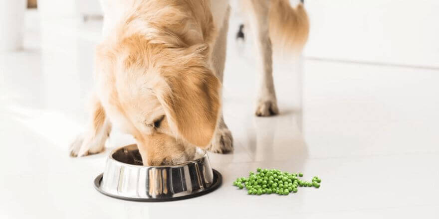 Dürfen Hunde Erbsen essen? Das solltest du wissen