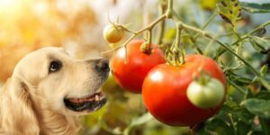 Dürfen Hunde Tomaten essen? Alles Wichtige über Solanin und den Verzehr