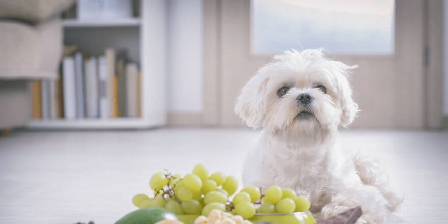 Dürfen Hunde Weintrauben essen? Erste Hilfe und Symptomerkennung