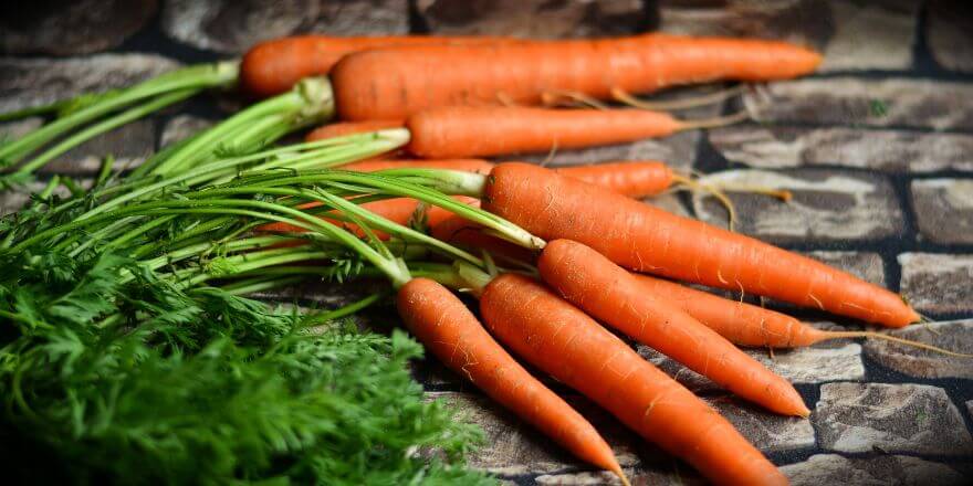 Gesundes Gemüse für Hunde - Karotten und mehr