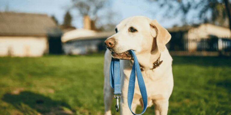 Hund an Leine gewöhnen: So gewöhnst du deinen Welpen daran