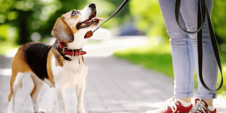 Hund an Leine gewöhnen: Mit Halsband und Leine