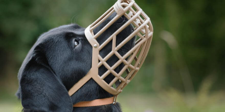 Hund an Maulkorb gewöhnen: Die besten Tipps