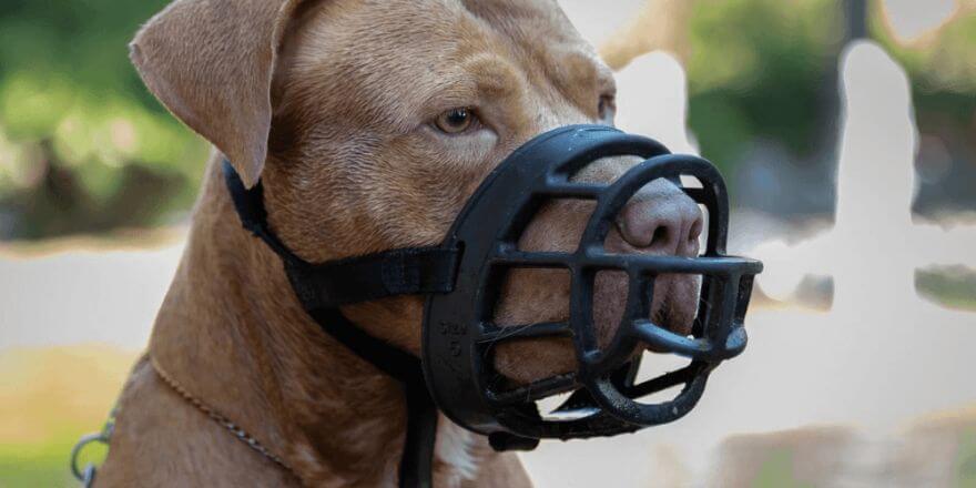 Hund an Maulkorb gewöhnen mit effektivem Maulkorbtraining