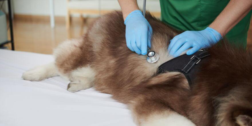 Hund atmet schnell mit geschlossenem Maul - Herzerkrankungen?