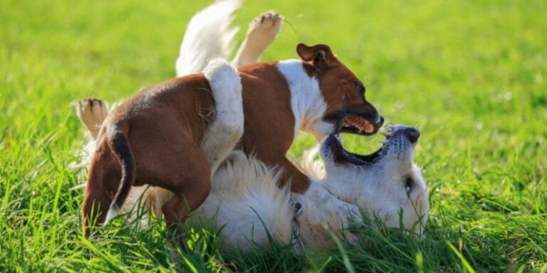 Hund beißt beim Spielen: Wie du das Beißen beim Spiel unterbindest