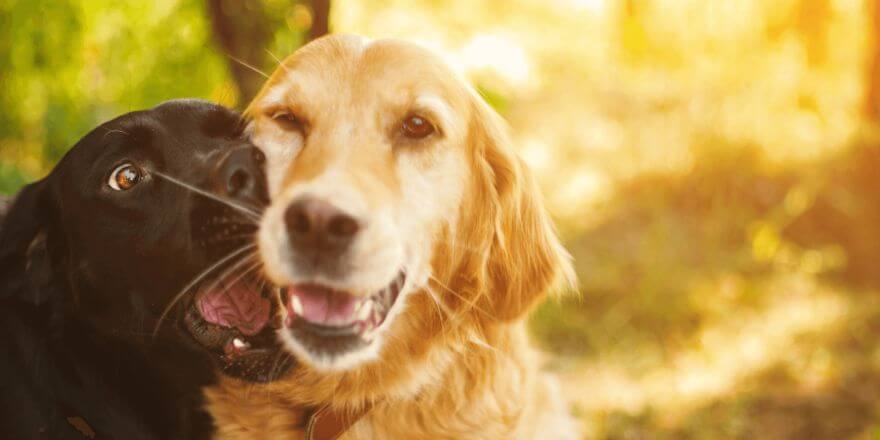 Hund beißt beim Spielen - Was du wissen musst