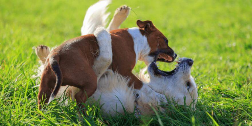 Hund beißt beim Spielen: Wie du das Beißen beim Spiel unterbindest