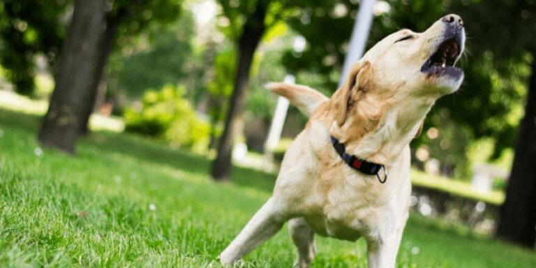 Hund bellt ständig: Ursachen und warum Hunde bellen