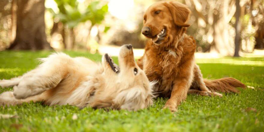 Warum brummt und grummelt mein Hund? Alles, was du wissen musst