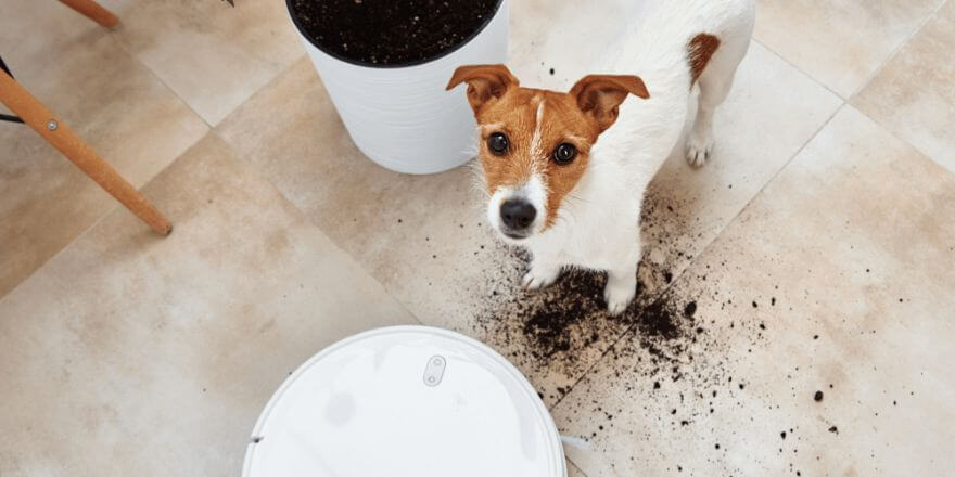 Hund frisst Erde - Ursachen und Lösungen