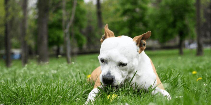 Hund frisst Gras: Warum fressen Hunde Gras und ist das ein normales Verhalten?