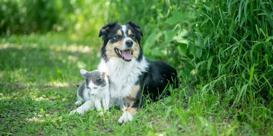 Warum frisst mein Hund Katzenstreu?