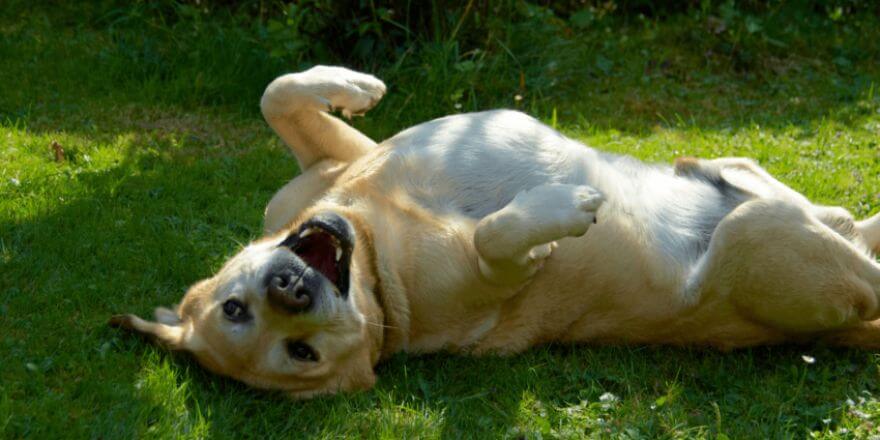 Hund hat Blähungen: Symptome und Ursachen