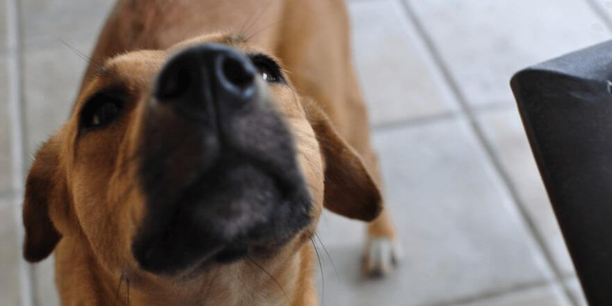 Hund hat Schnupfen, was tun? Hausmittel bei Erkältungssymptomen