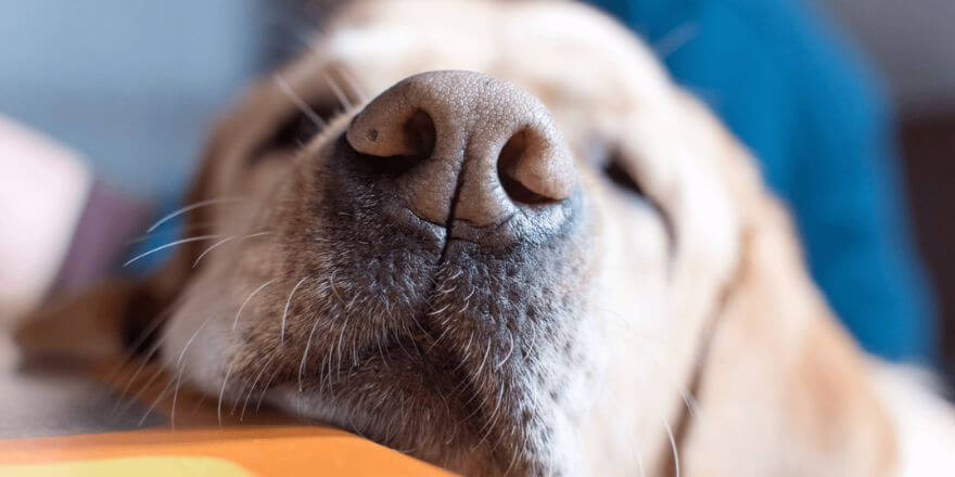 Hund hat trockene Nase - Harmlose Ursachen