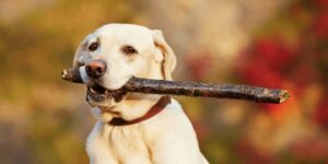 Hund hat was im Hals: Fremdkörper beim Hund erkennen