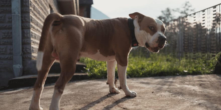 Hund knurrt wenn ihm was nicht passt