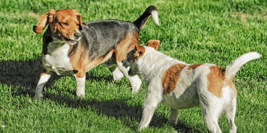 Hund kommt nicht zur Ruhe, was tun?