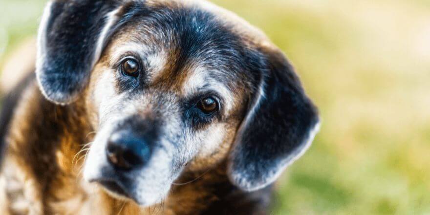 Hund kontrolliert mich