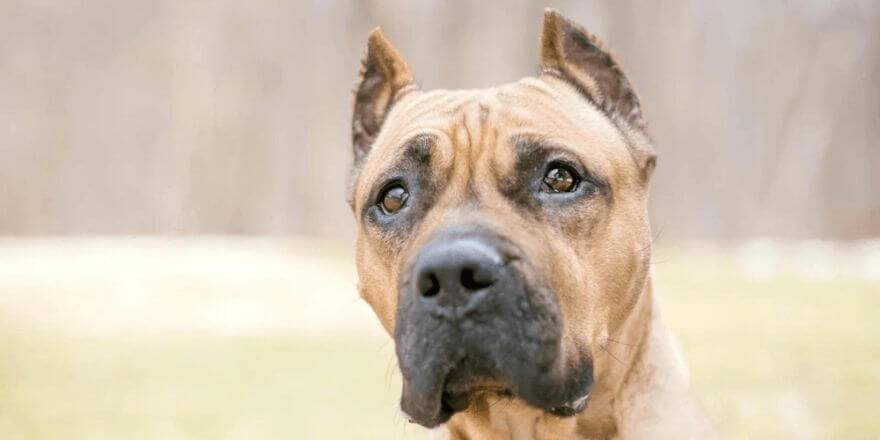 Hund legt Ohren an: Körpersprache beim Hund richtig deuten