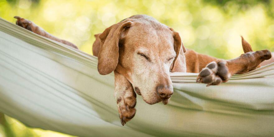 Warum dein Hund im Schlaf schmatzt: Häufige und harmlose Gründe