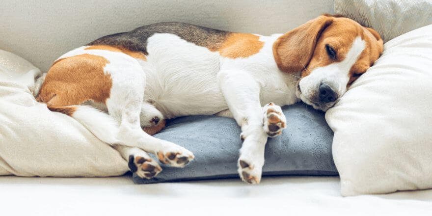 Hund schmatzt im Schlaf - Mögliche Ursachen