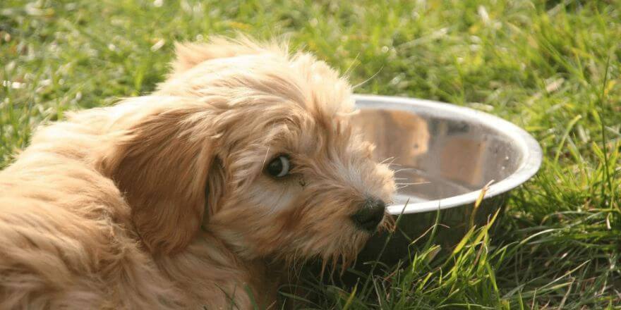 Hund trinkt zu wenig: Die häufigsten Ursachen