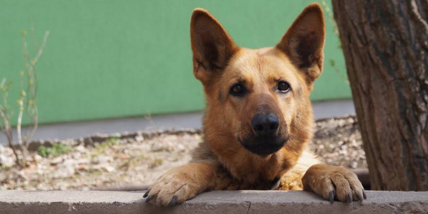 Hund zeigt territoriales Verhalten: Warum und was man tun kann