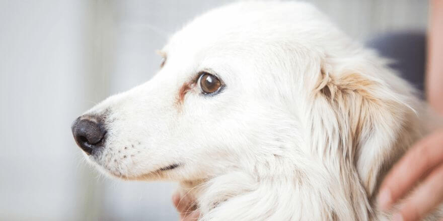 Hund zittert bei Gewitter, was tun? Tipps gegen Angst vor Gewittern!