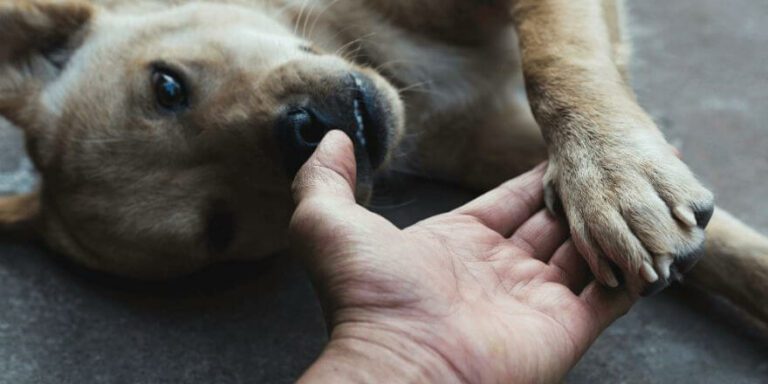 Hund zittert und verhält sich komisch