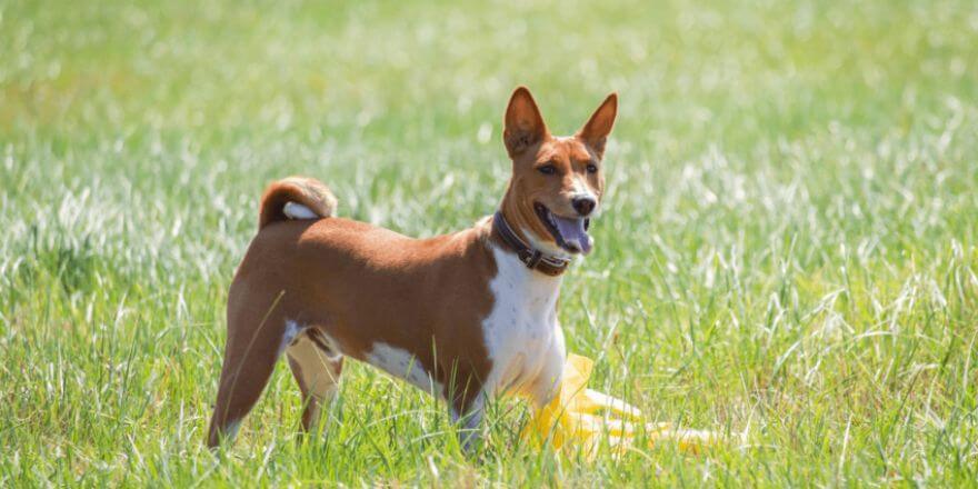 Hunde, die nicht stinken: Die besten Hunderassen für geruchsfreie Begleiter