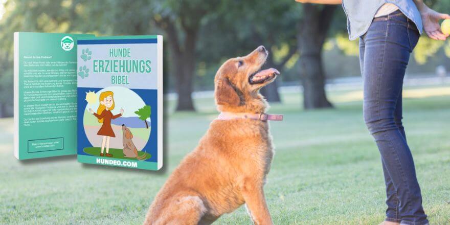 Hunde Erziehungs Bibel von Anja Boecker (Review)