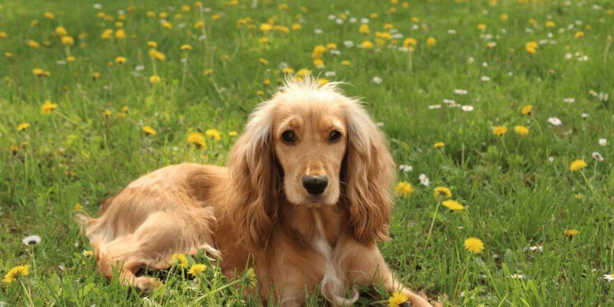 Hunde mit langen Ohren: Der Cocker Spaniel