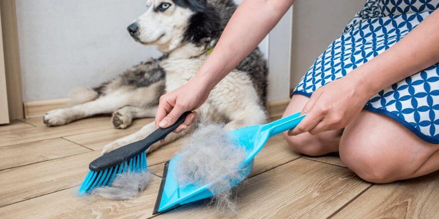 Hunde ohne Fellwechsel: Welche Hunderassen haaren kaum