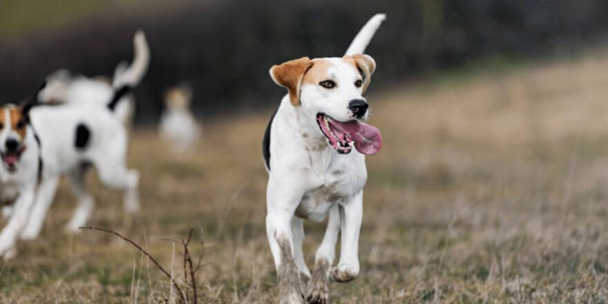 Hunde ohne Jagdtrieb: Ruhige Hunderassen für jedes Zuhause