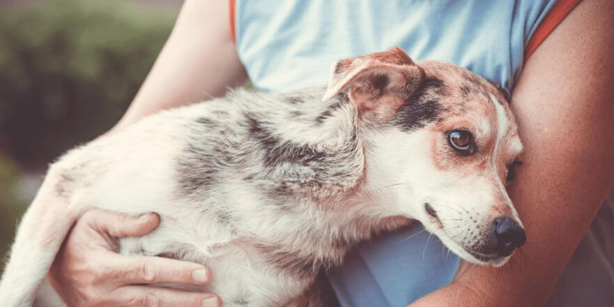 Hunde gegen Depressionen - Wie Sie helfen