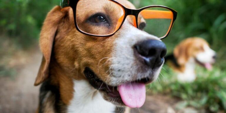 Intelligente Hunderassen: Die Top 10