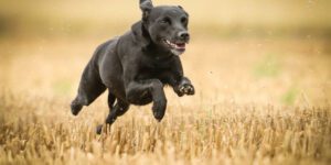 Können Hunde Muskelkater haben? Alles, was du wissen musst!