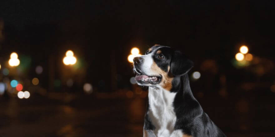 LED Hundehalsband – Der Schlüssel zu mehr Sicherheit bei Nacht