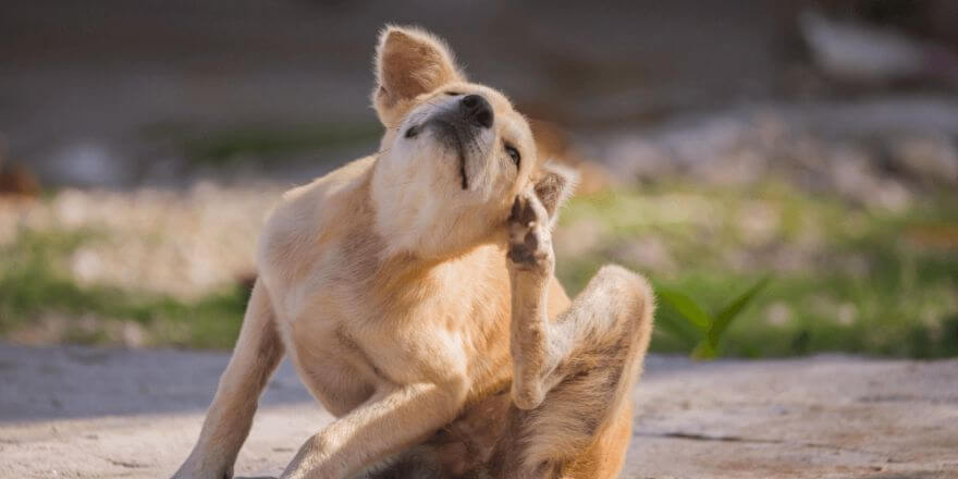 Mein Hund kratzt sich ständig: Häufige Ursachen für Juckreiz