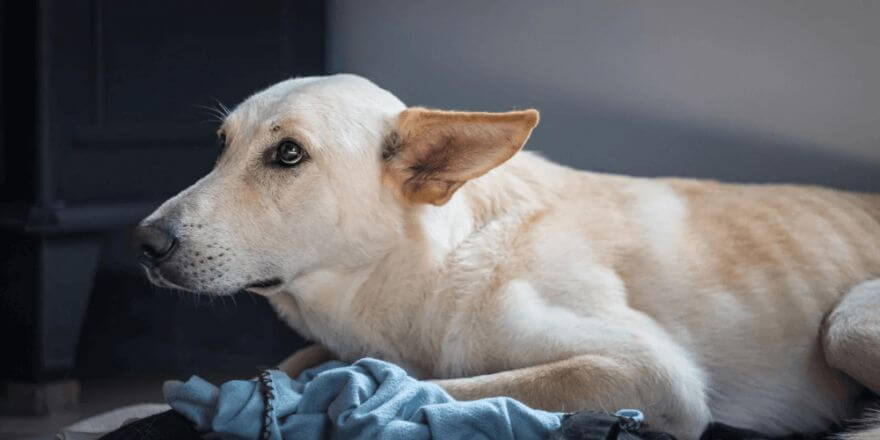 Hund legt Ohren an: Bedeutung und Körpersprache deuten