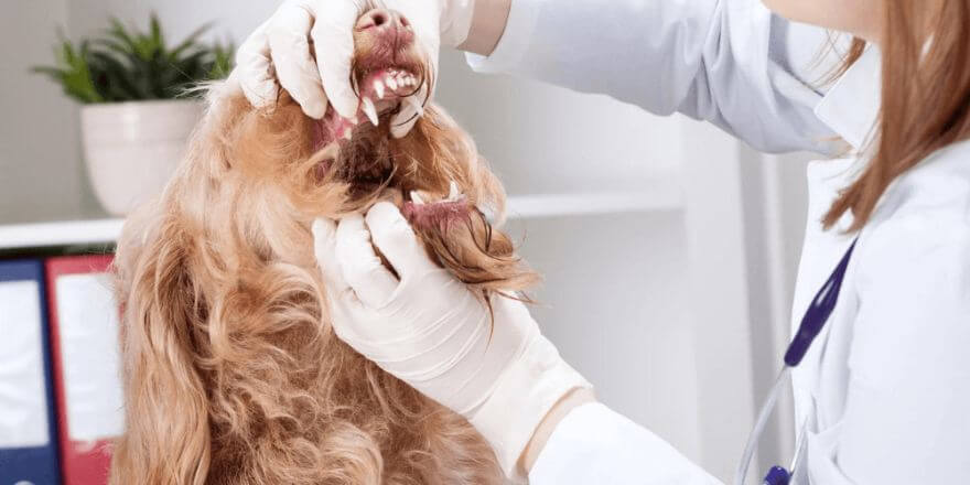 Mundgeruch bei Hunden: Zahnstein eine häufige Ursache