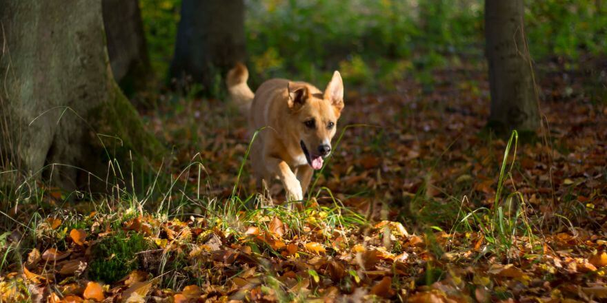 Muskelkater beim Hund - Vorbeugen und richtig behandeln