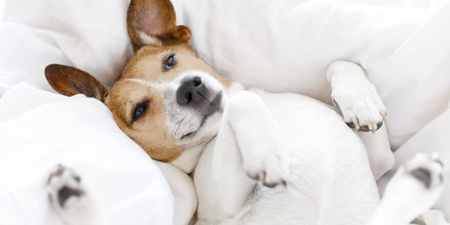 Positive Effekte: Hund im Bett schlafen lassen