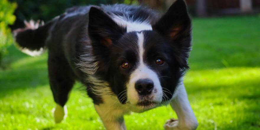 Beliebte schwarze Hunderassen für Familien - Der Border Collie