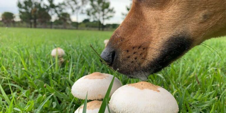 Sind Pilze giftig für Hunde?